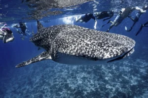 Whale-Shark-Excursion